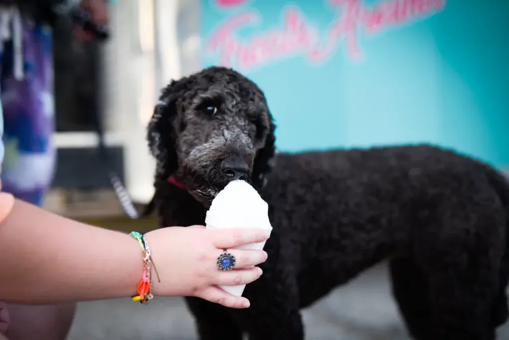A black dog eats a white popsicle held by a person wearing colorful bracelets at an outdoor festival.