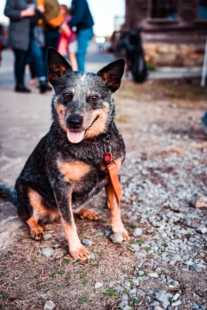 A black and tan dog wearing an orange leash and red tag sits on gravel at the festival, with festival attendees blurred in the background.