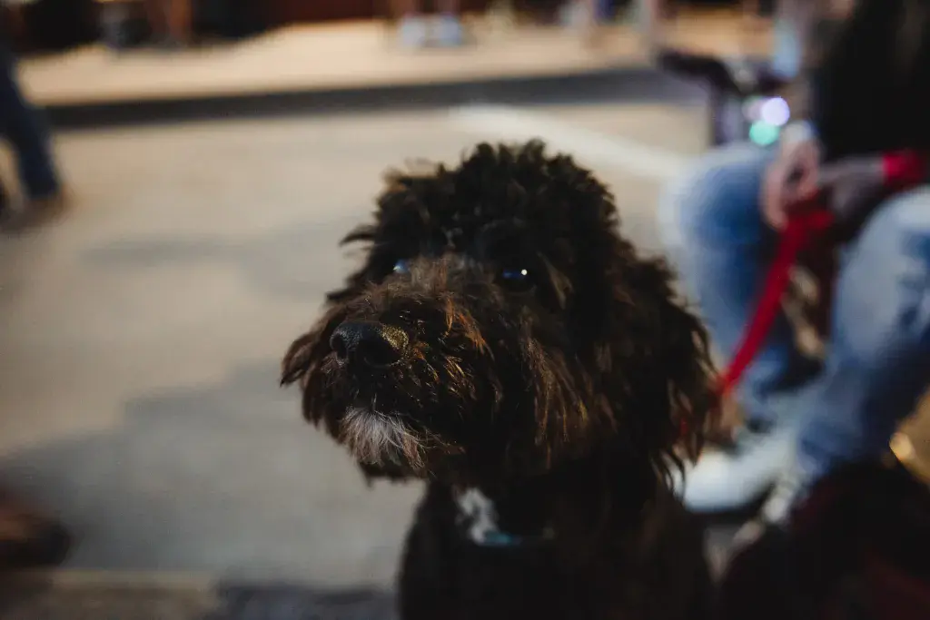 A black dog with a collar stands in focus among festival attendees at a daytime outdoor event.
