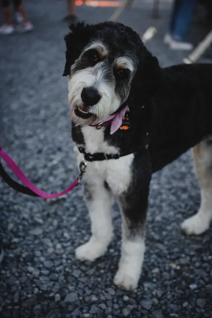 A black and white dog wearing a pink bandana and leash stands on pavement at the festival.