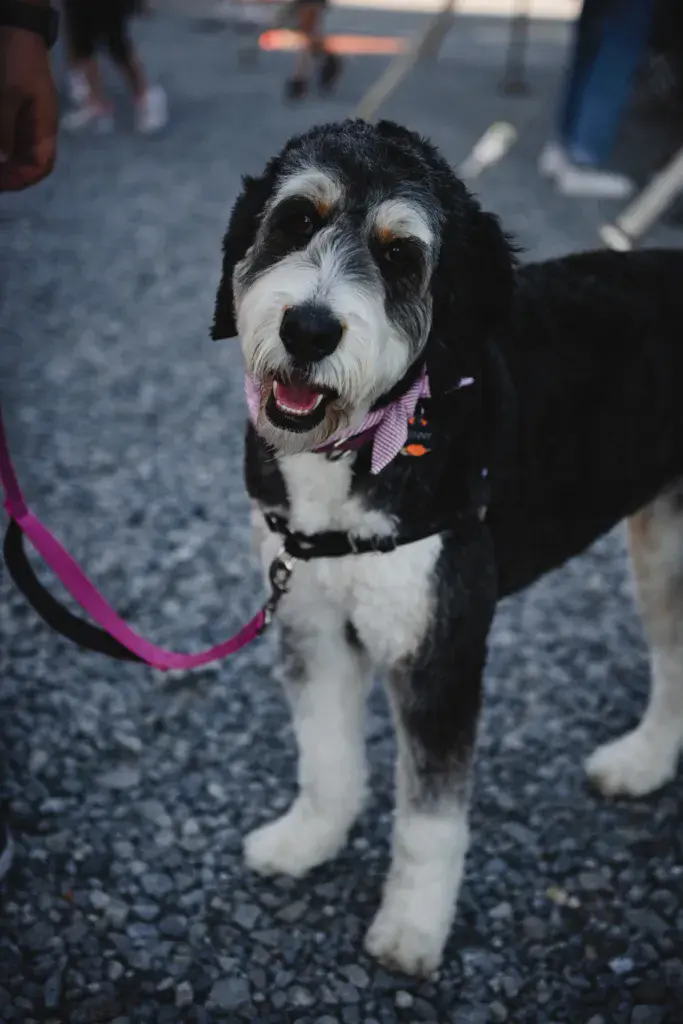 A black and white dog with a pink collar and leash stands on a paved festival ground surrounded by attendees.
