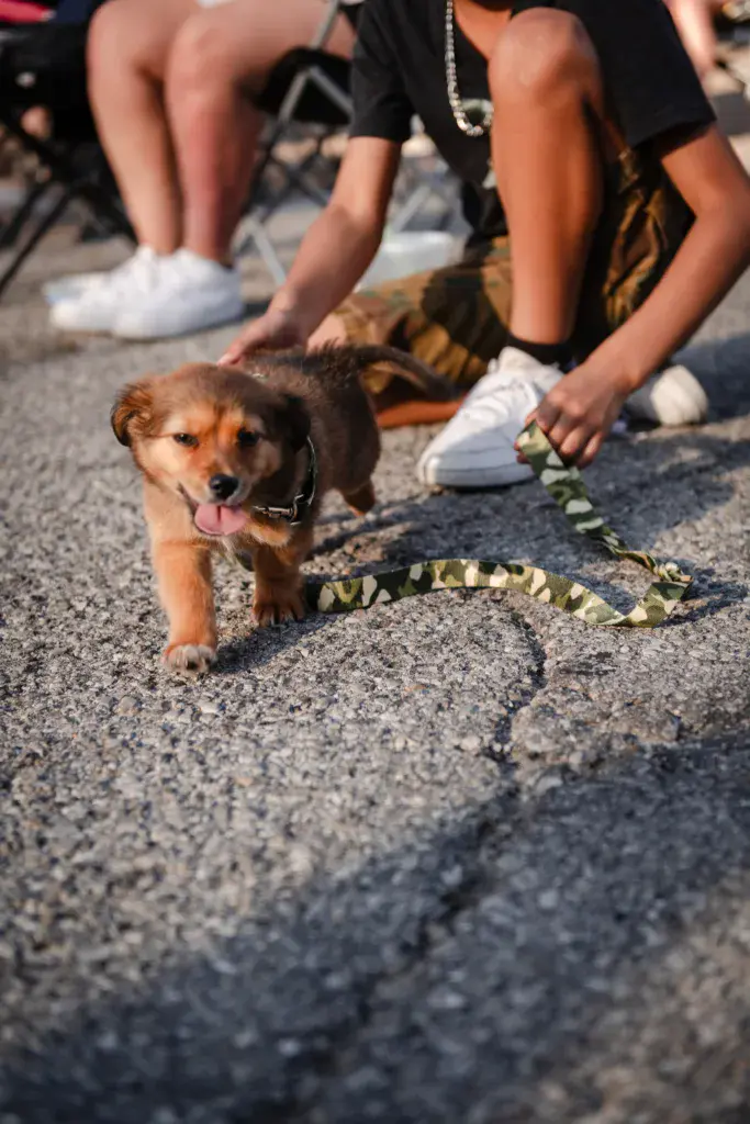 A brown dog on a leash stands on pavement surrounded by festival attendees wearing casual clothing and white sneakers.