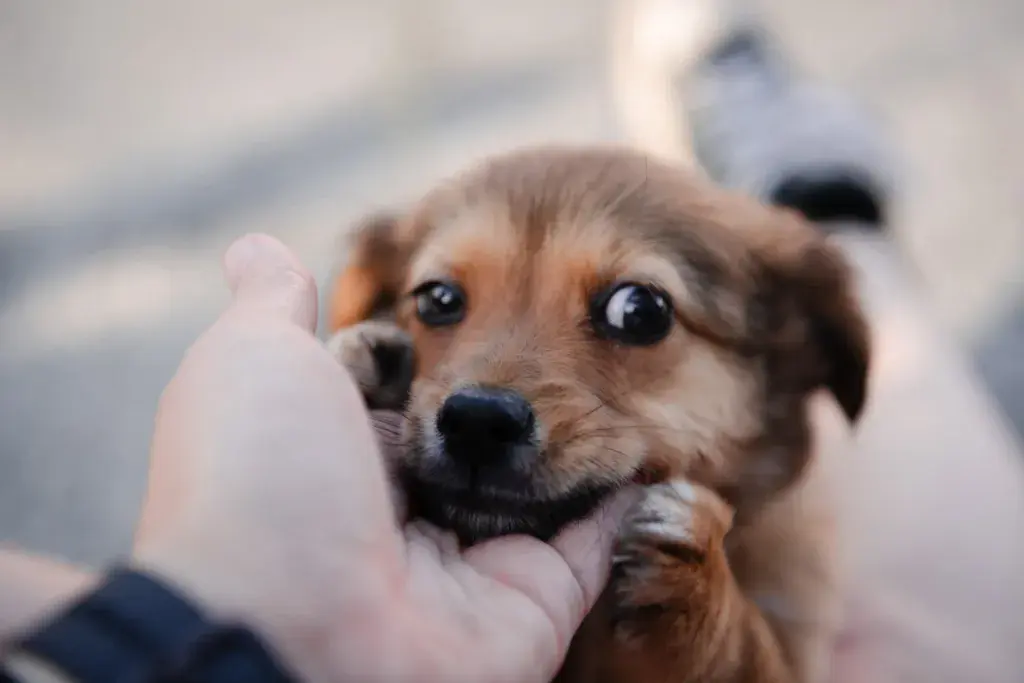 A small brown and white dog is held in someone's hands at an outdoor event.
