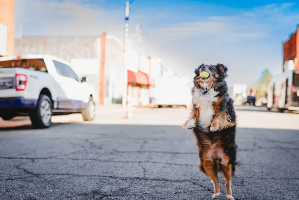 A small dog with a ball in its mouth stands on a paved venue area surrounded by vehicles and industrial buildings.