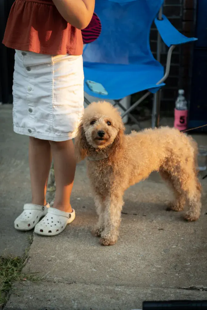 A tan poodle mix stands on pavement next to a person wearing a red shirt and white skirt at an outdoor festival.